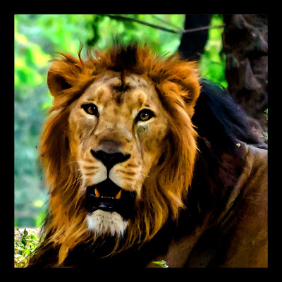 50% OFF on Lion 03, Paper Print 50% OFF on Lion 03, Paper Print