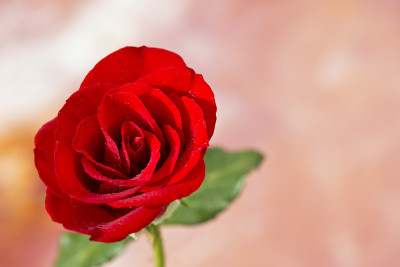 50% OFF on Rose close-up Paper Print