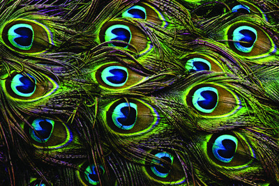 75% OFF on AMY Beautiful Peacock Feathers 3D Poster