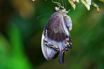 31% OFF on Butterfly out of her Cocoon (Poster) Paper Print