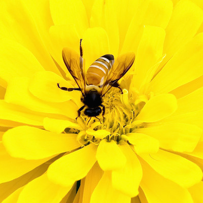 50% OFF on Colourful Flowers 107 Paper Print 50% OFF on Colourful Flowers 107 Paper Print