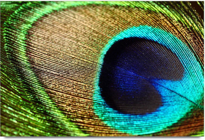 53% OFF on Peacock Feather Laminated Poster Paper Print 53% OFF on Peacock Feather Laminated Poster Paper Print