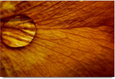 50% OFF on Rain drop on leave Paper Print