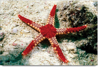 75% OFF on Amy 3D Red Starfish in The Sea 3D Poster 75% OFF on Amy 3D Red Starfish in The Sea 3D Poster