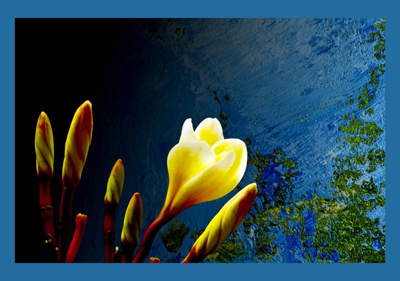 50% OFF on Painted Frangipani Canvas Art