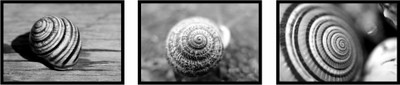 46% OFF on 3 Snail Shell'S High Quality Posters Photographic Paper