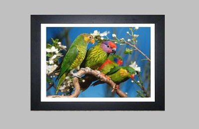 20% OFF on Colourful Birds Printed Wall Art Paintings Paper Print