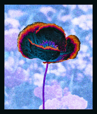 50% OFF on Poppies 05 Paper Print