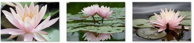 Pink lotus Fine Prints Fine Art Print