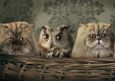 53% OFF on Owl And Cats Fine Art Print