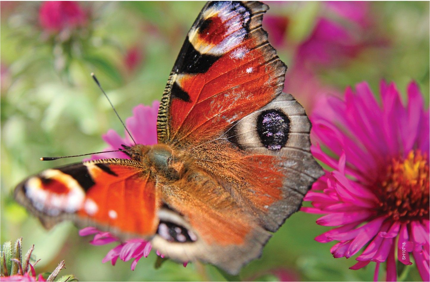 16% OFF on Shopisky Peacock Butterfly Meadow Summer Wing Close Nature Paper Print