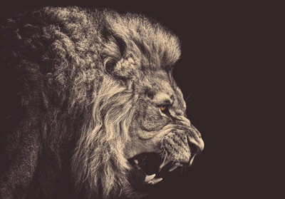 33% OFF on Lion Fine Art Print