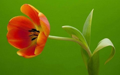 73% OFF on Pink Tulip Photographic Paper