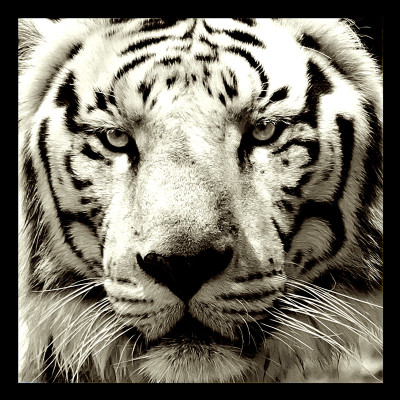 50% OFF on White Tiger Paper Print 50% OFF on White Tiger Paper Print