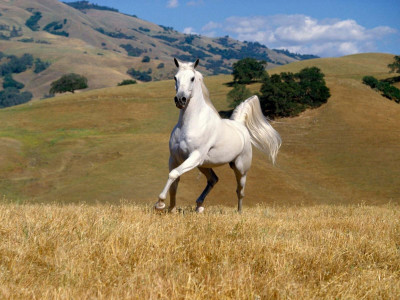 75% OFF on Horse Photographic Paper