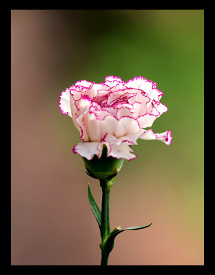 50% OFF on Pink and Canvas Art