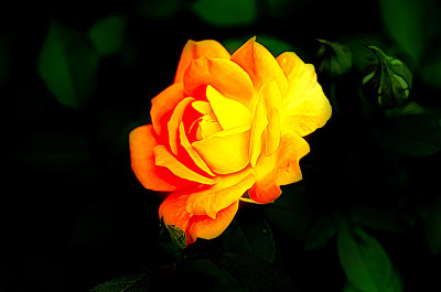 50% OFF on Colourful Flowers Paper Print 50% OFF on Colourful Flowers Paper Print