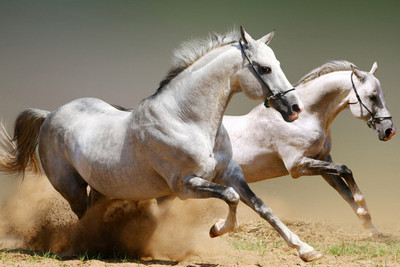 50% OFF on Wild Running Horses Poster Paper Print