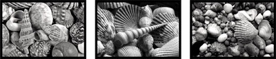44% OFF on 3 Sea Shell'S High Quality Posters Photographic Paper