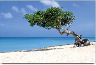 75% OFF on Amy One Old Tree in the Island Paper Print 75% OFF on Amy One Old Tree in the Island Paper Print