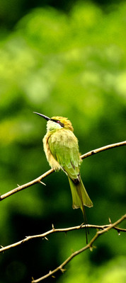 50% OFF on Brid B02 Canvas Art