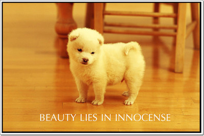 50% OFF on Dogs Poster Paper Print 50% OFF on Dogs Poster Paper Print