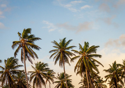 33% OFF on Palm Trees Fine Art Print