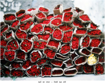 Red Rose Print Fine Art Print