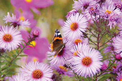 16% OFF on Shopisky Admiral Butterfly Flowers Paper Print