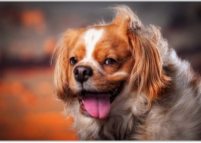 37% OFF on Cute DogPoster (18 x 12 Inches) by Shopkeeda Paper Print