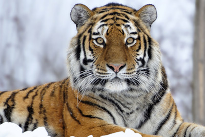 31% OFF on Sharp Eye Tiger Paper Print