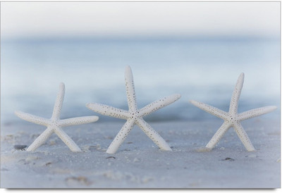 34% OFF on Amy Three White Starfish Standing Paper Print 34% OFF on Amy Three White Starfish Standing Paper Print