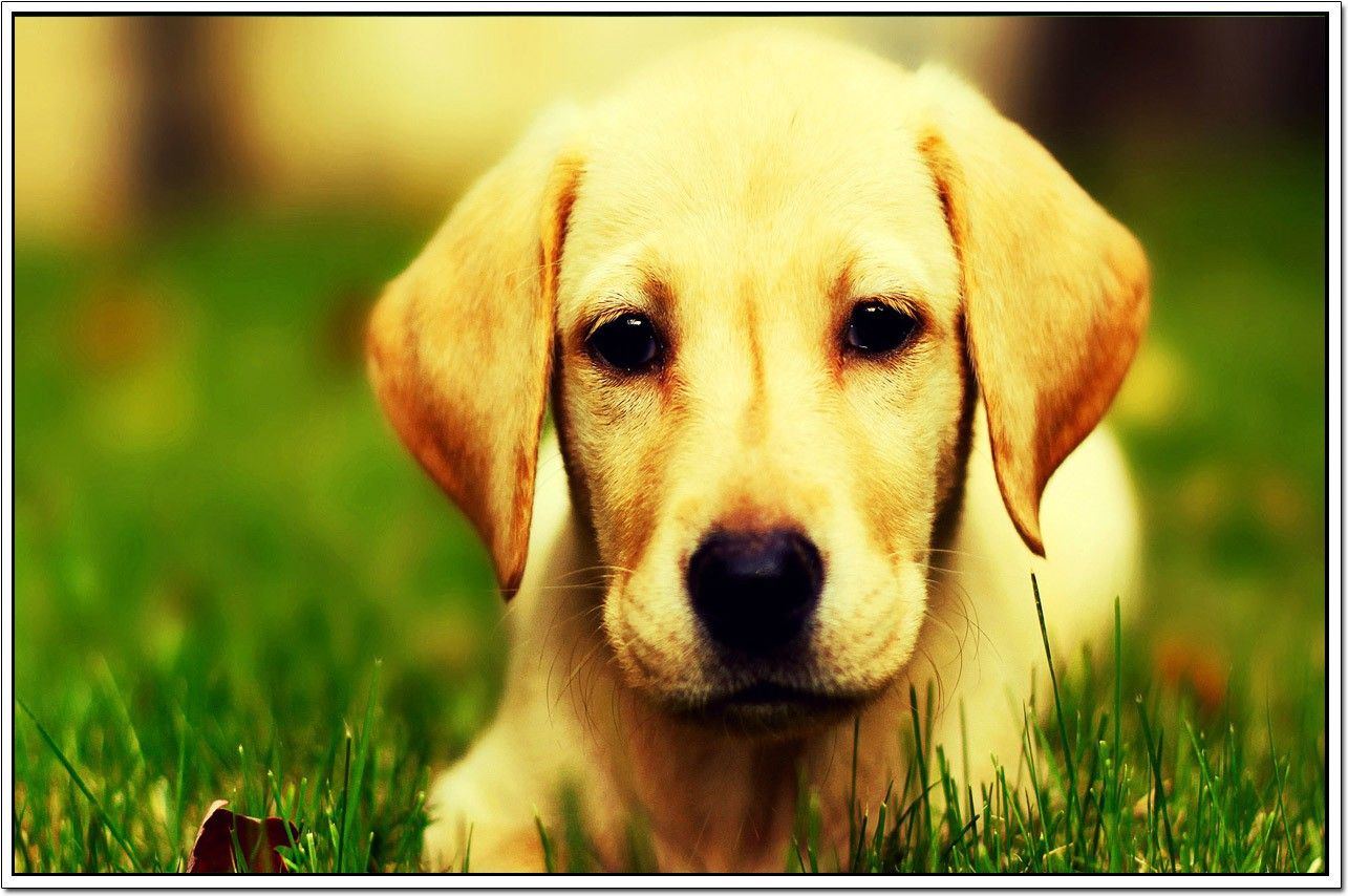 50% OFF on Dogs Poster Paper Print 50% OFF on Dogs Poster Paper Print