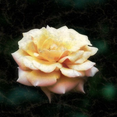 50% OFF on Colourful Flowers 85 Canvas Art