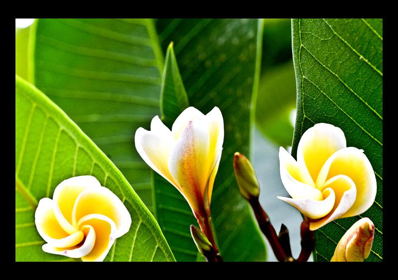 50% OFF on Three friends Canvas Art