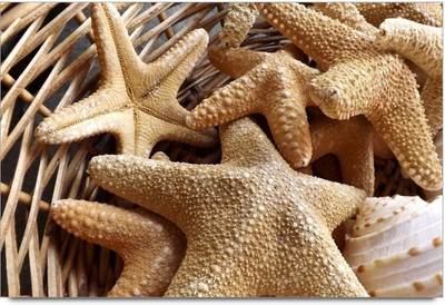 34% OFF on Amy Beautiful Sea Stars Paper Print 34% OFF on Amy Beautiful Sea Stars Paper Print