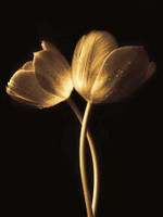Illuminated Tulips I Fine Art Print: Poster