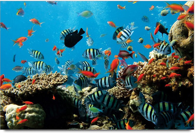 34% OFF on Amy Colorful Aquarium 3D Poster 34% OFF on Amy Colorful Aquarium 3D Poster