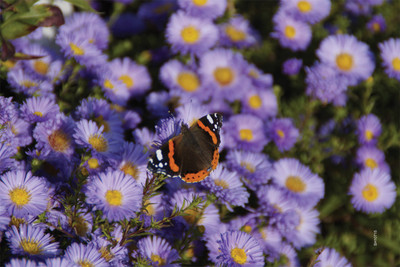 16% OFF on Shopisky Admiral Butterfly On Flowers Purple Asters Paper Print
