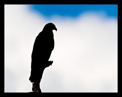 50% OFF on Eagle 04 Paper Print 50% OFF on Eagle 04 Paper Print