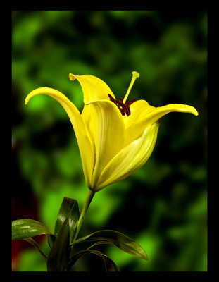 50% OFF on Yellow Lilly Paper Print 50% OFF on Yellow Lilly Paper Print