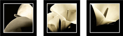 33% OFF on Calla Lily Fine Art Prints Fine Art Print