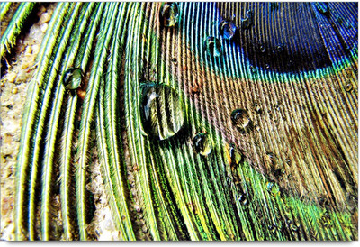 50% OFF on Feather With Rain Drop Paper Print