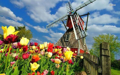 50% OFF on Windmill And Tulips Photographic Paper