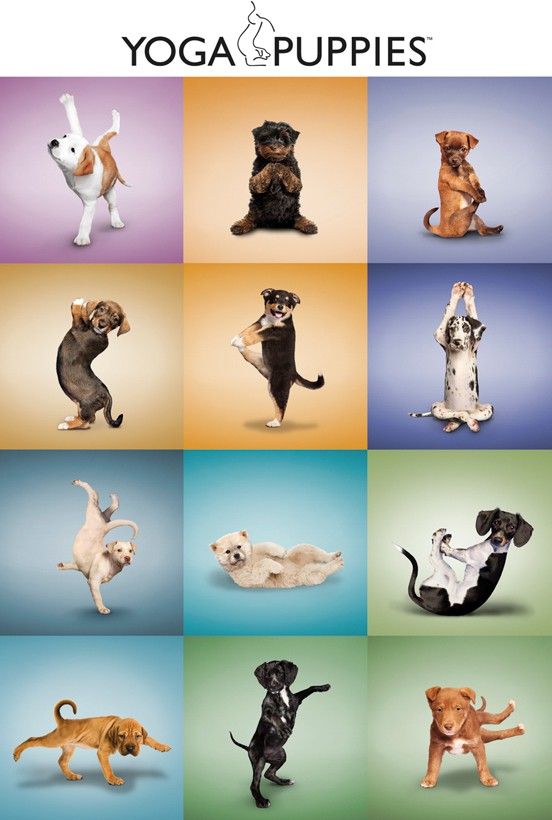 Yoga Puppies Grid Official Paper Print Yoga Puppies Grid Official Paper Print