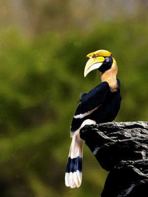 50% OFF on At rest Canvas Art