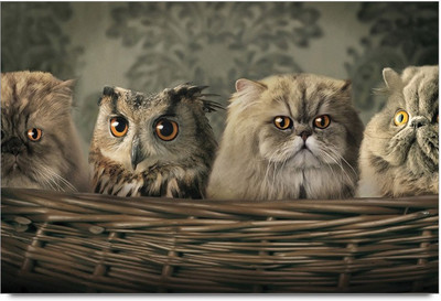 75% OFF on Cats And Owl Paper Print 75% OFF on Cats And Owl Paper Print