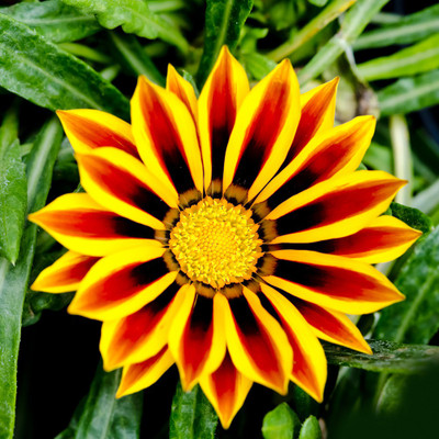 50% OFF on Colourful Flowers 113 Paper Print