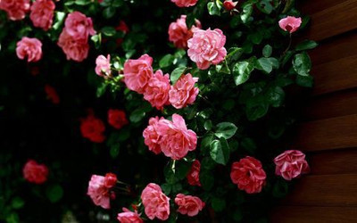 75% OFF on Pink Roses Flower Photographic Paper