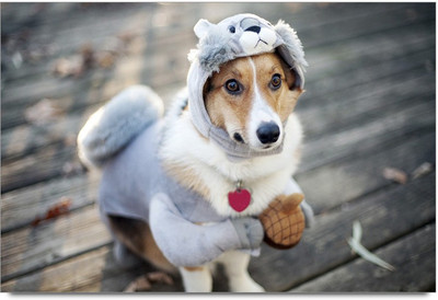 75% OFF on Amy Cute Brown White Dog Paper Print 75% OFF on Amy Cute Brown White Dog Paper Print